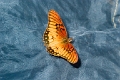 HELICONIDAE, Dione moneta